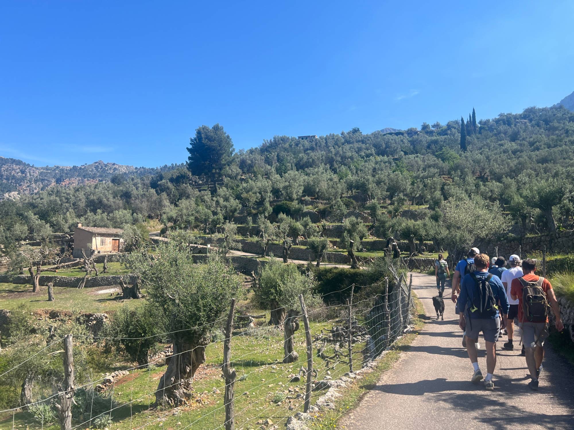 FounderTrailz group walking through olive groves in the Tramuntana, Mallorca